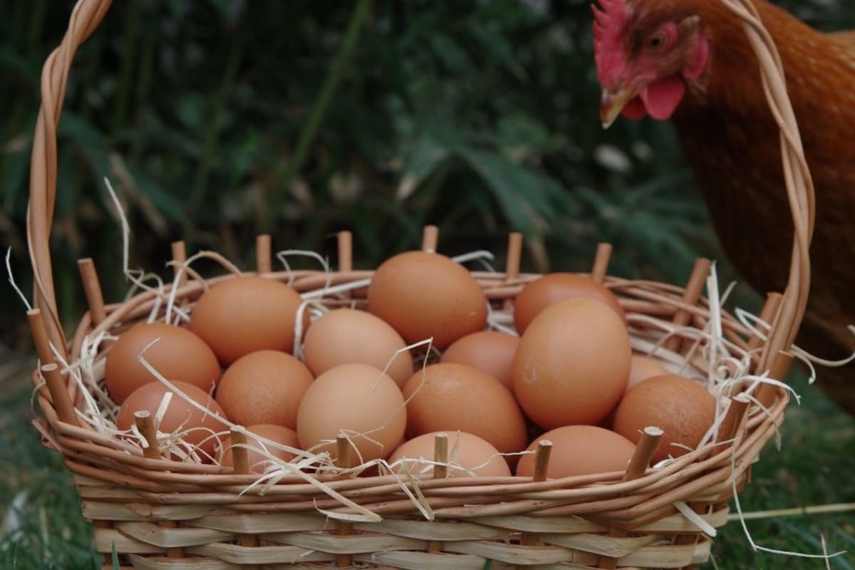 La alta productividad de las gallinas y la caída en el precio del huevo representan una mala noticia que mantiene a miles de avicultores en México en crisis financiera