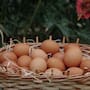 La alta productividad de las gallinas y la caída en el precio del huevo representan una mala noticia que mantiene a miles de avicultores en México en crisis financiera