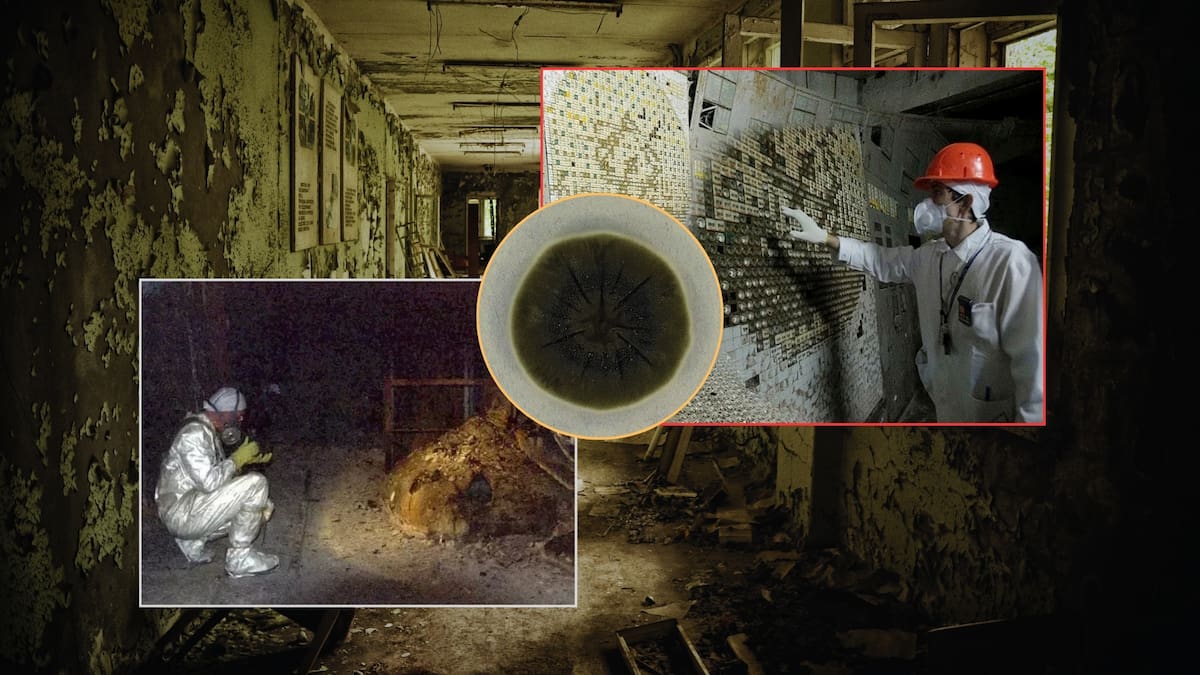 Este hongo negro fue descubierto en paredes de Chernóbil y podría estar “curando” la radiación, pues se alimenta de ella y la convierte en energía