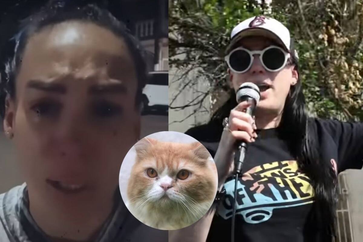 “Regrésenme a mi Luismi”: gato desaparece y dueña sale a vocearlo