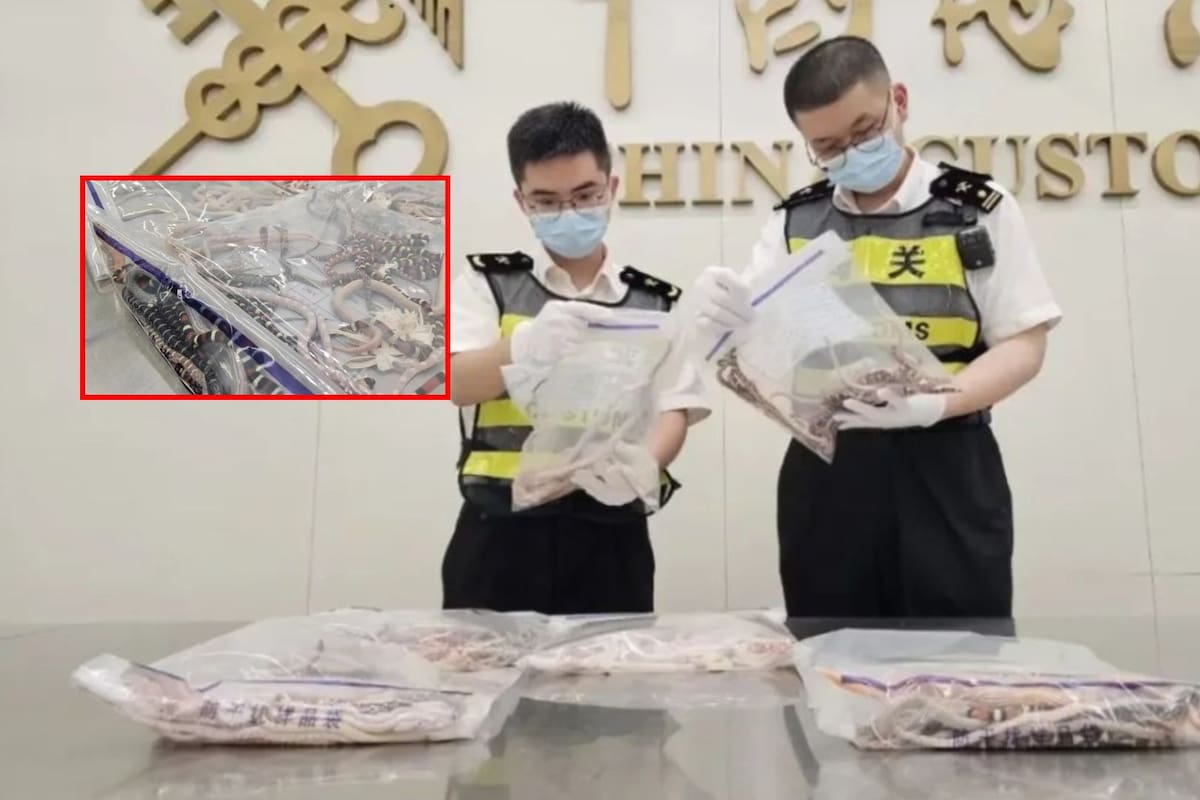 Hombre es detenido con más de 100 serpientes en sus pantalones en aduana de China