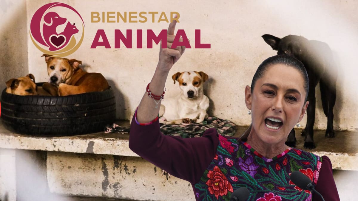 Ya es oficial: Senado aprueba nueva Ley de Bienestar Animal en México con registro obligatorio de mascotas, multas de más de 200 mil pesos y hasta 36 horas de arresto por maltrato