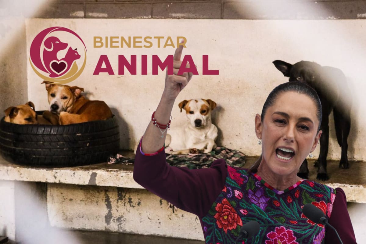 Ya es oficial: Senado aprueba nueva Ley de Bienestar Animal en México con registro obligatorio de mascotas, multas de más de 200 mil pesos y hasta 36 horas de arresto por maltrato