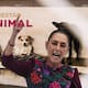Ya es oficial: Senado aprueba nueva Ley de Bienestar Animal en México con registro obligatorio de mascotas, multas de más de 200 mil pesos y hasta 36 horas de arresto por maltrato