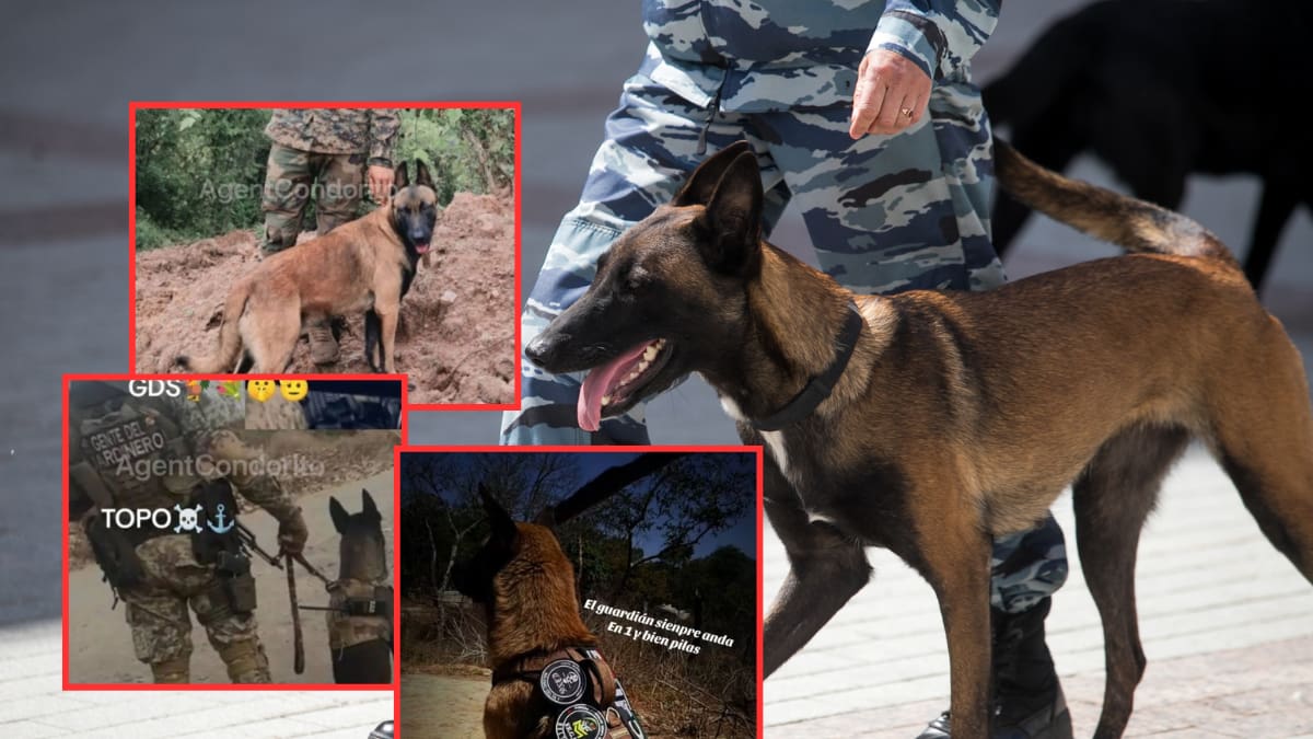 Crimen organizado en México eleva su capacidad operativa: El CJNG entrena binomios caninos para detectar explosivos