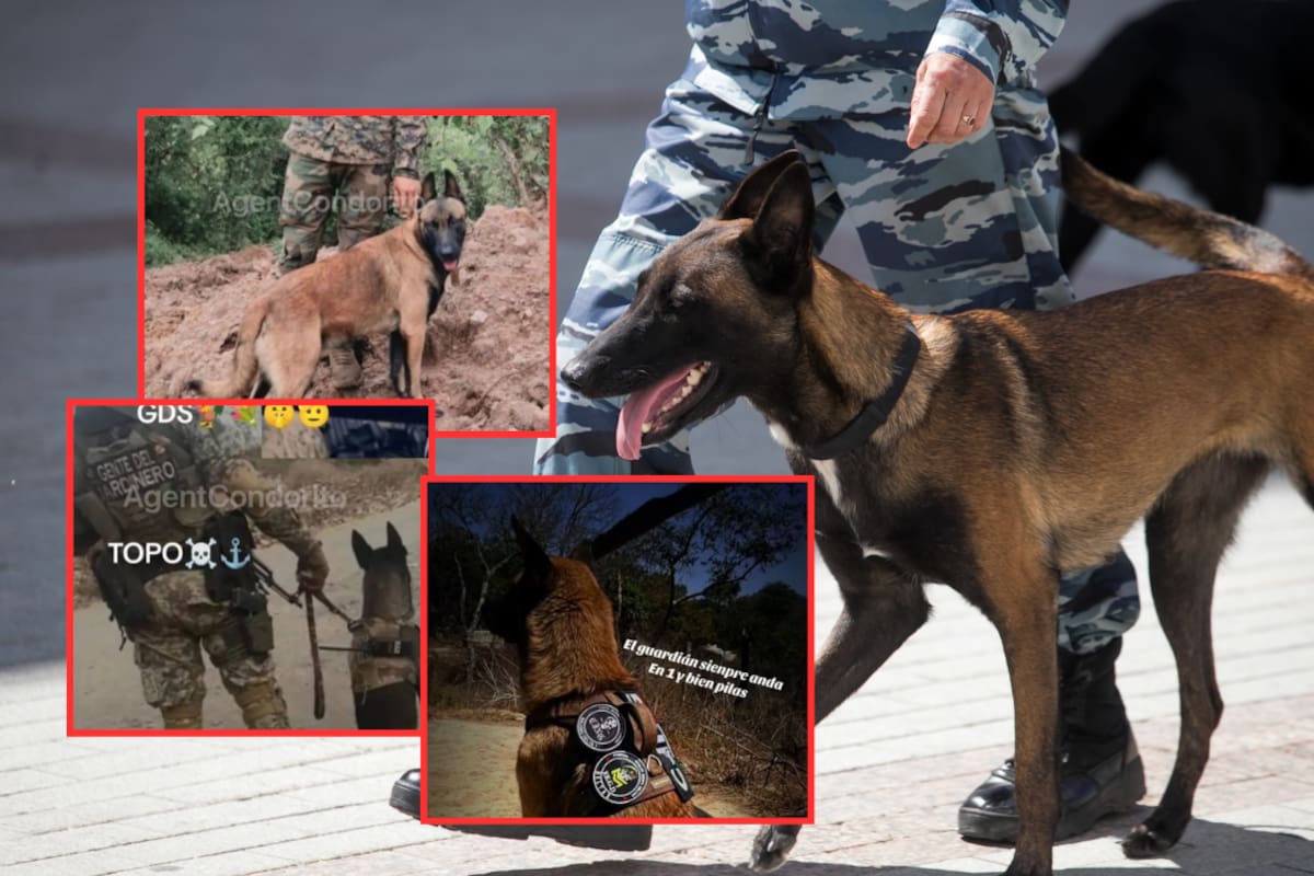 Crimen organizado en México eleva su capacidad operativa: El CJNG entrena binomios caninos para detectar explosivos