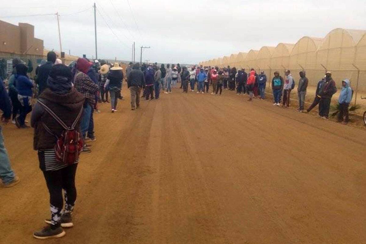 Mayoría de empresas agrícolas en SQ sí pagaron utilidades