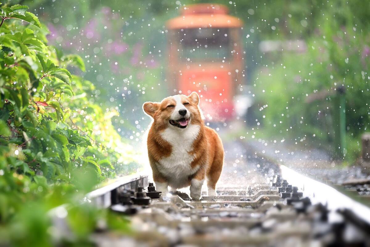 Sigue estos tips para mantener fresca a tu mascota