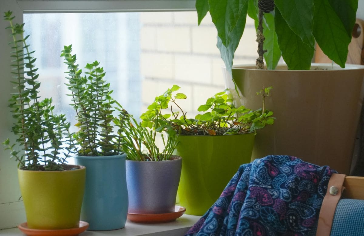 Tener estas tres plantas en ventanas y entradas puede reducir la presencia de cucarachas en casa | Foto: Especial (canva)