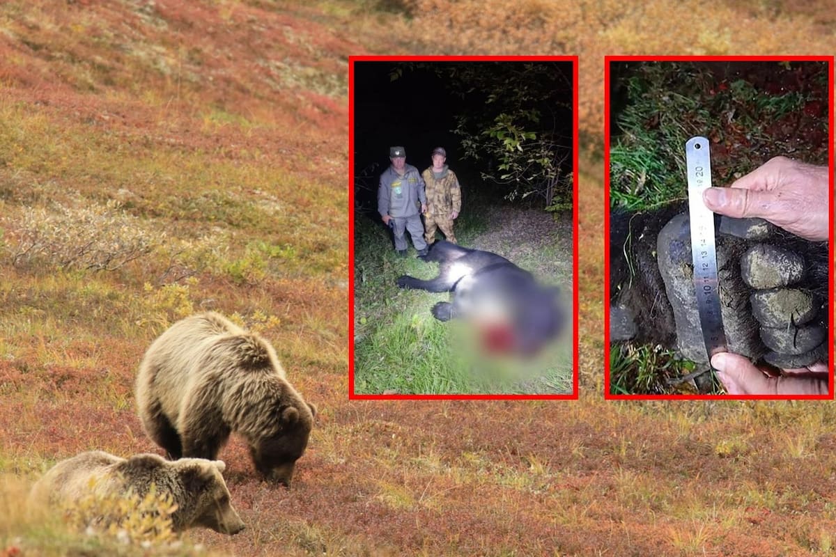 Padre e hijo mueren tras ataque de oso rabioso que antes mató a 35 perros callejeros