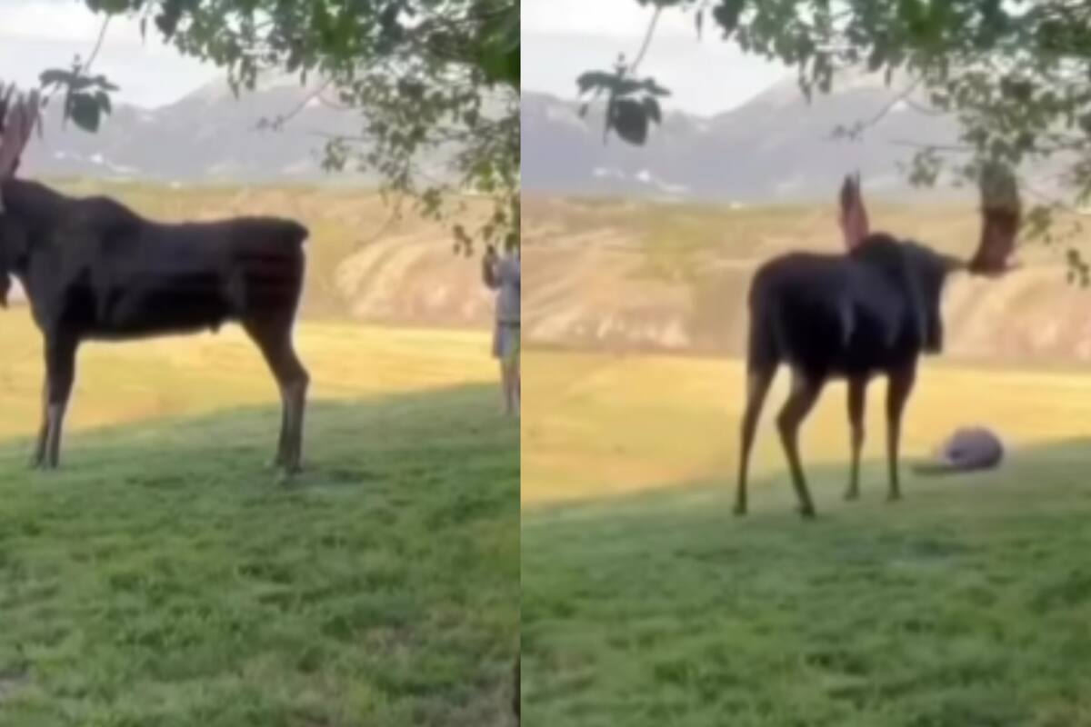 Un hombre se vuelve viral tras fotografiar a un enorme reno; sin embargo, el animal se voltea a mirarlo, y el hombre cae al suelo del susto