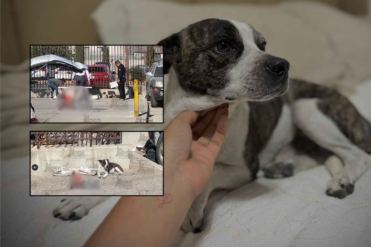 Video: Perrito acompañó y protegió el cuerpo de su dueño fallecido en plena vía pública, frente al Hospital 66 del IMSS en Ciudad Juárez