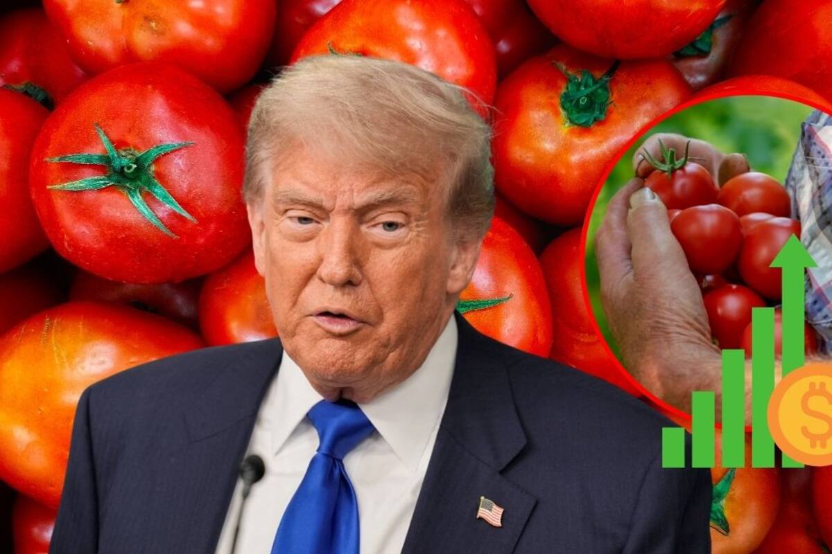México fija precios mínimos para la exportación de tomates a Estados Unidos tras la cancelación del acuerdo antidumping