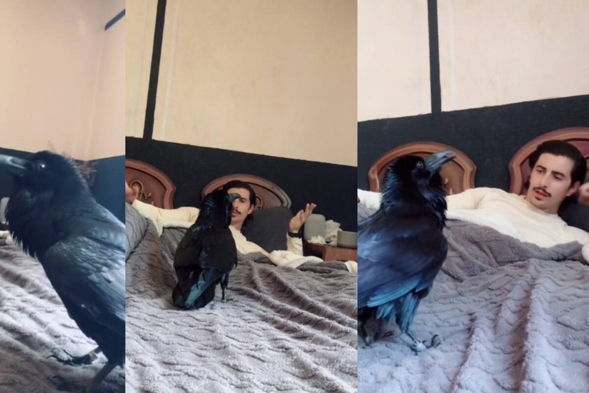 TikTok: cuervo conquista las redes sociales al imitar casi a la perfección frases humanas