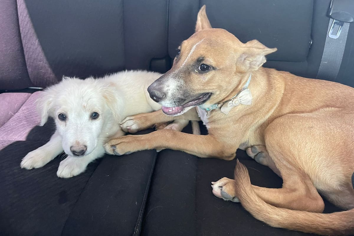 Suman más de mil 300 mascotas esterilizadas en SLRC