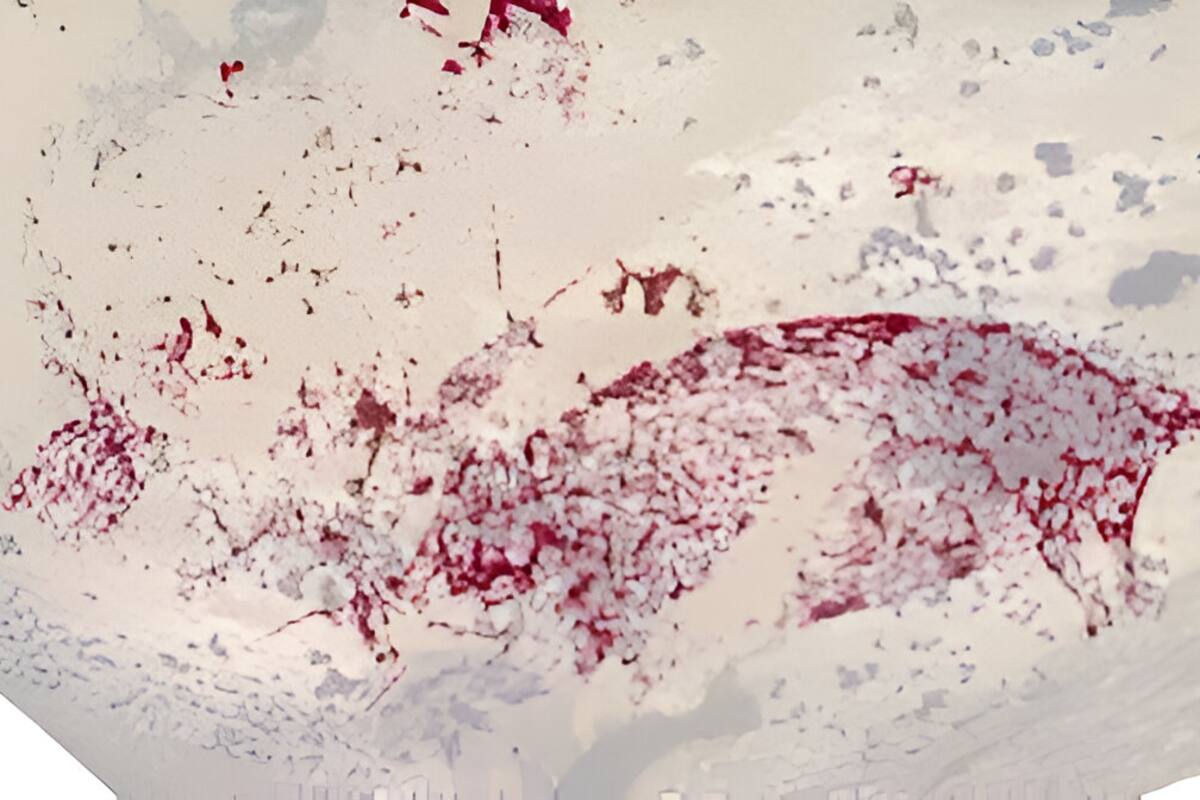 Viaje al pasado: Un mural de Indonesia de hace 51.000 años reescribe la historia del arte