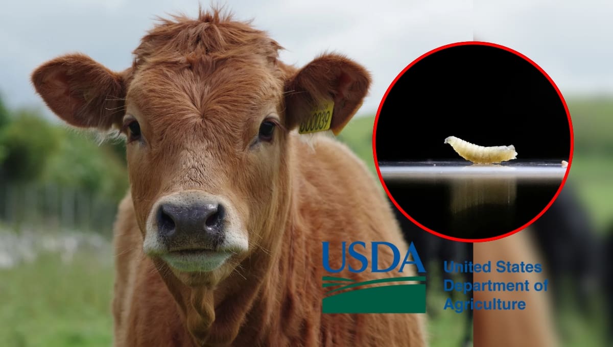 El Departamento de Agricultura de Estados Unidos acusó a México de no contener la plaga del gusano barrenador del ganado, tras detectarse un caso en Nuevo León, cerca de la frontera con Texas.