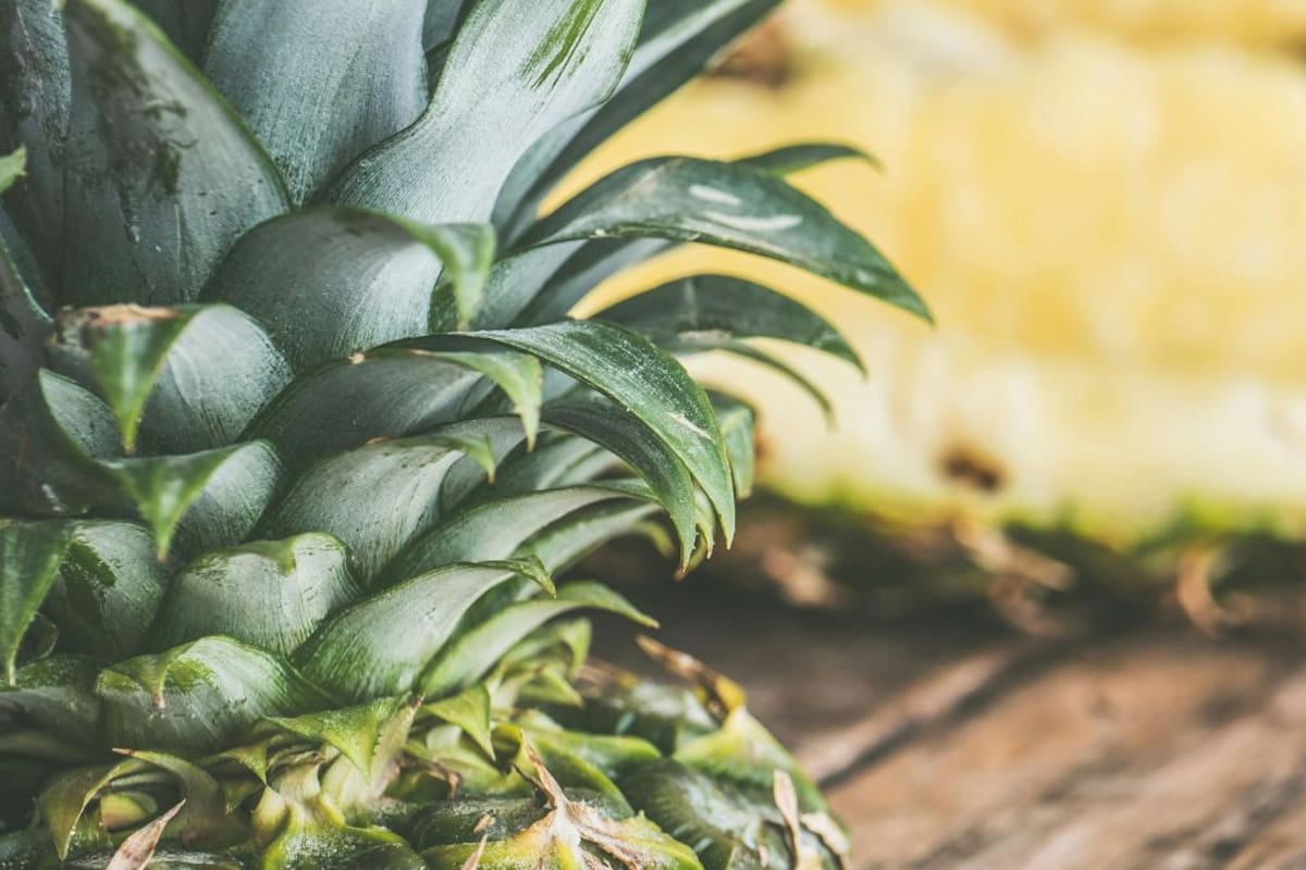 Propiedades curativas de la cáscara de piña: beneficios digestivos, antiinflamatorios y depurativos