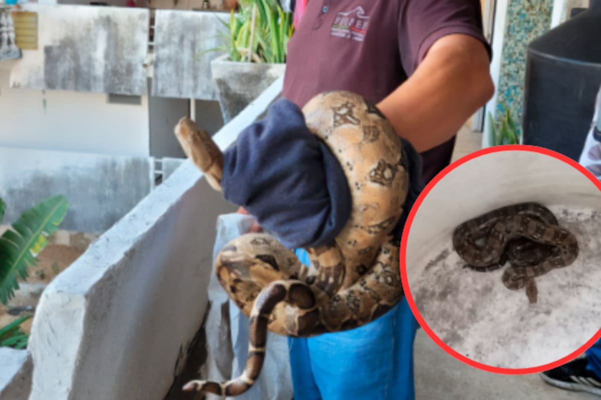 Profepa captura boa constrictor dentro de vivienda en Acapulco y la libera en su hábitat natural