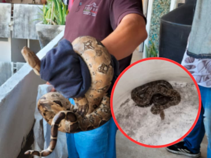 Profepa captura boa constrictor dentro de vivienda en Acapulco y la libera en su hábitat natural
