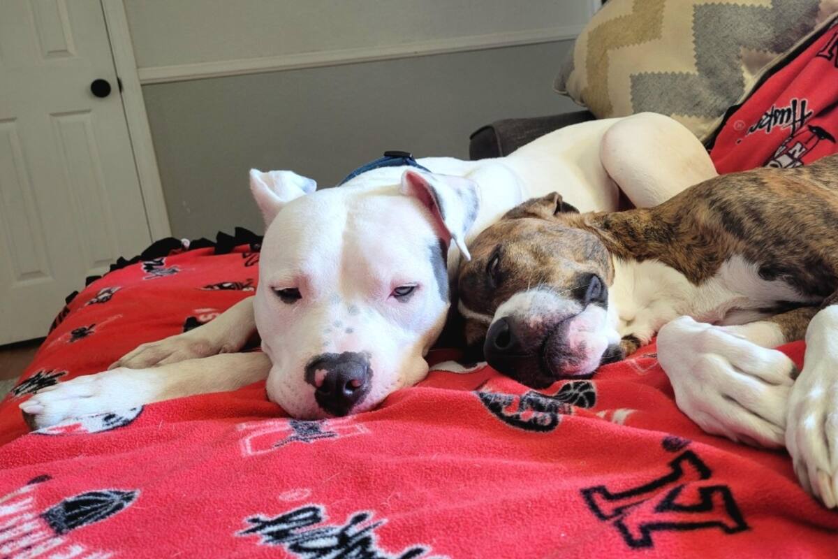 Buscan a familias para abordar crisis de animales en refugios de San Diego