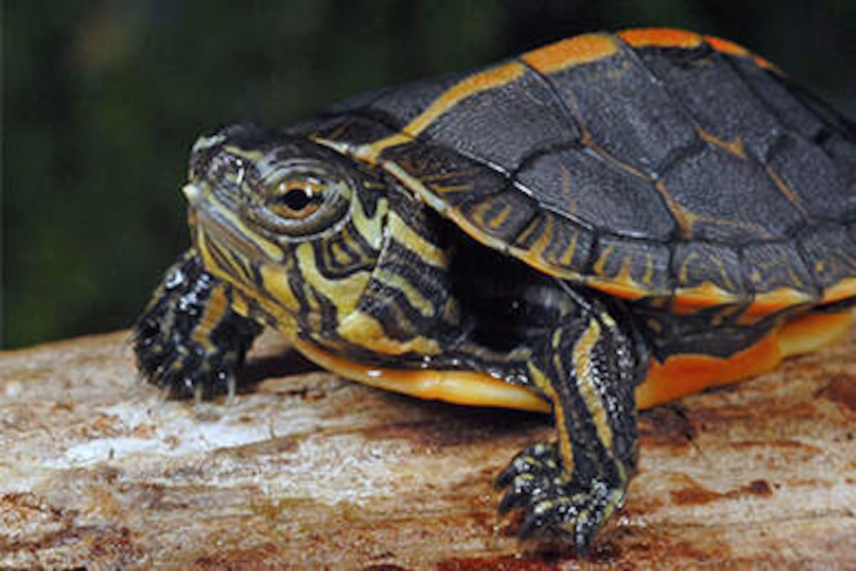 El interior del caparazón de una tortuga es más extraño de lo que crees