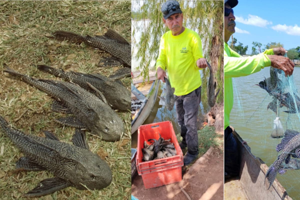 Aumentarán extracciones de pez diablo en la Laguna del Náinari