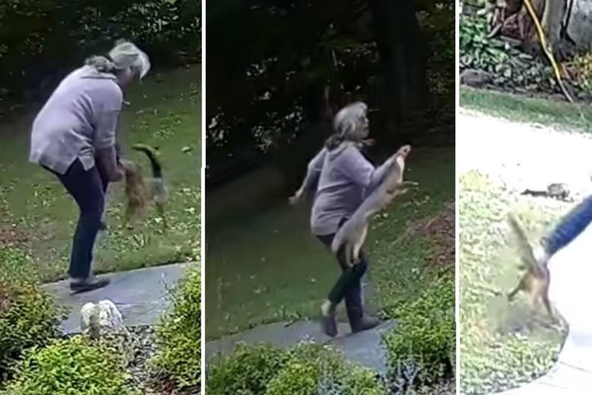 VIDEO: Mujer de 61 años lucha contra un zorro rabioso en su patio