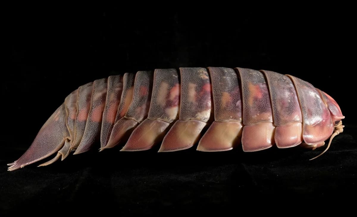 El enorme tamaño de Bathynomus vaderi puede proporcionarle ventaja contra otros carroñeros en su hábitat. Foto: Nguyen Thanh Son vía CNN