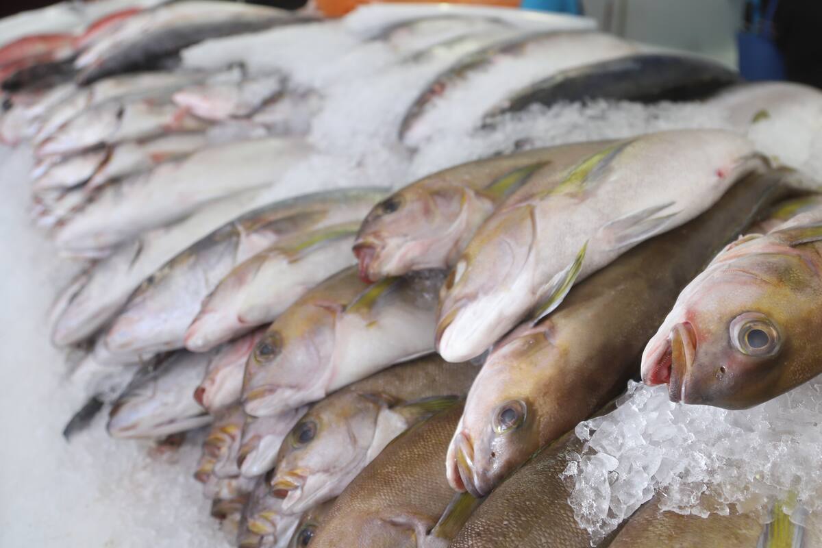 Alerta ONG de engaños en la venta de pescado en ciudades como Tijuana y Ensenada