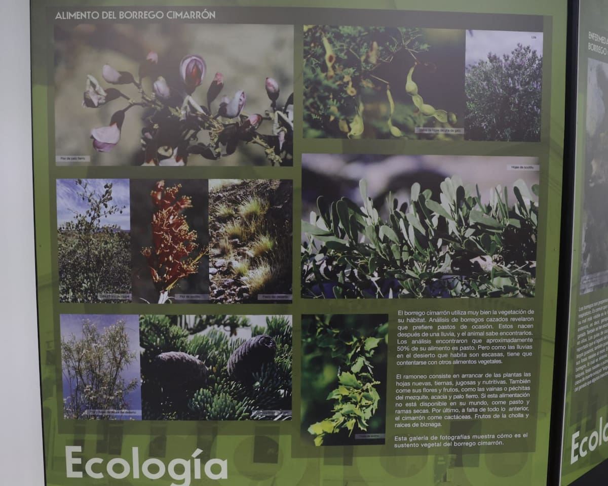 El Museo del Bosque de la Ciudad inauguró una exposición dedicada a este emblemático animal para difundir su historia, biología y conservación. Foto: Javier Gallegos