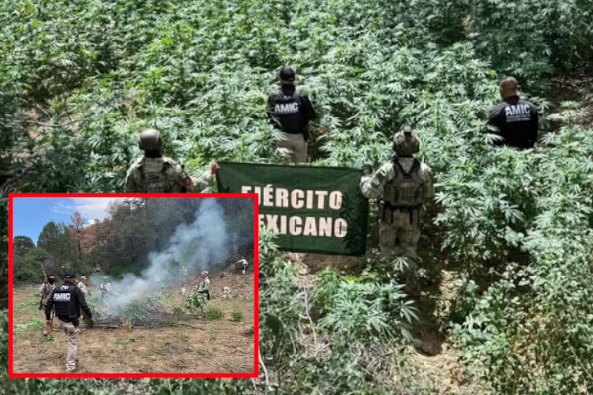 Queman más de 8 mil plantas de marihuana en Cananea: hallazgo en zona serrana activa operativo interinstitucional