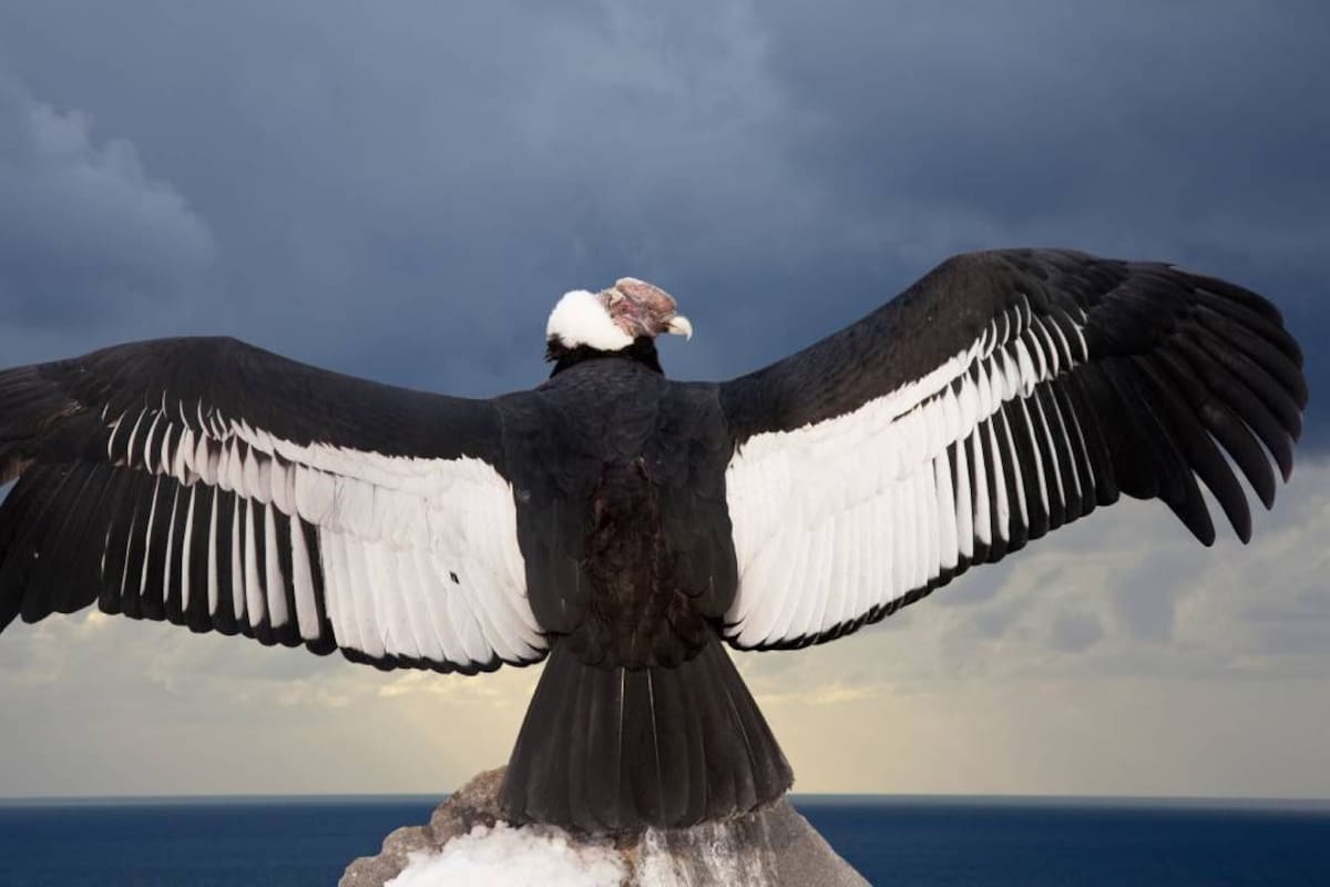 Conoce 3 datos sobre una de las aves más grandes del mundo: el Cóndor Andino