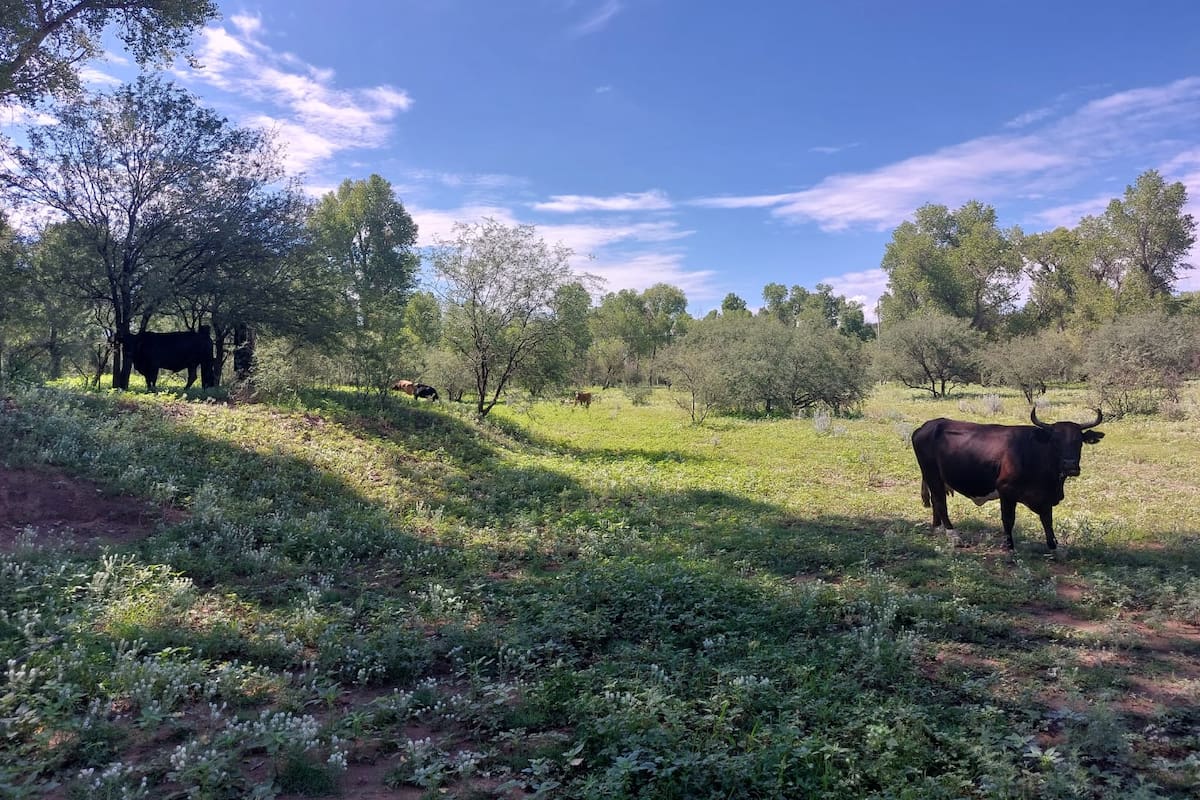 En crisis ganaderos de la región del Mayo por sequía