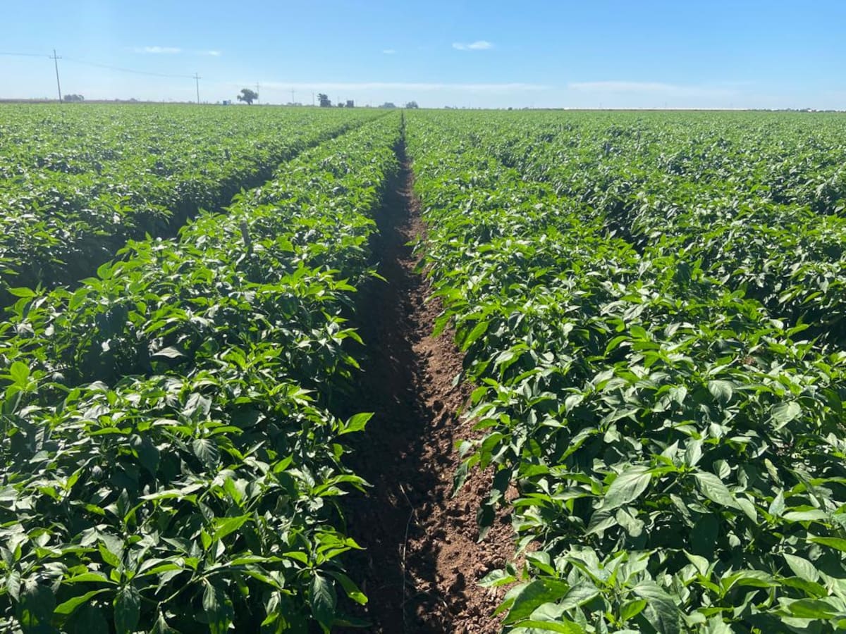 Los agricultores tienen la incertidumbre de cómo van a pagar el arancel que impuso EU a las exportaciones de productos mexicanos. FOTO: BANCO DIGITAL