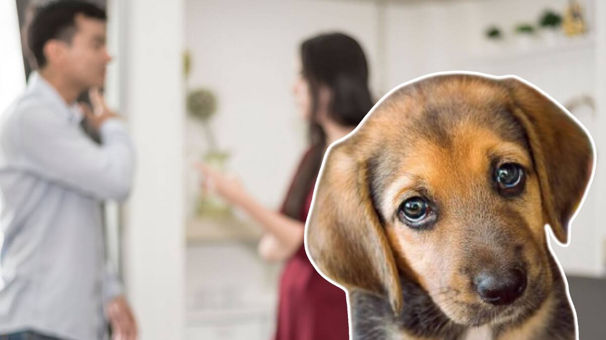 Morena presenta iniciativa para que las mascotas queden bajo tutela compartida en casos de divorcio. FOTO: Especial