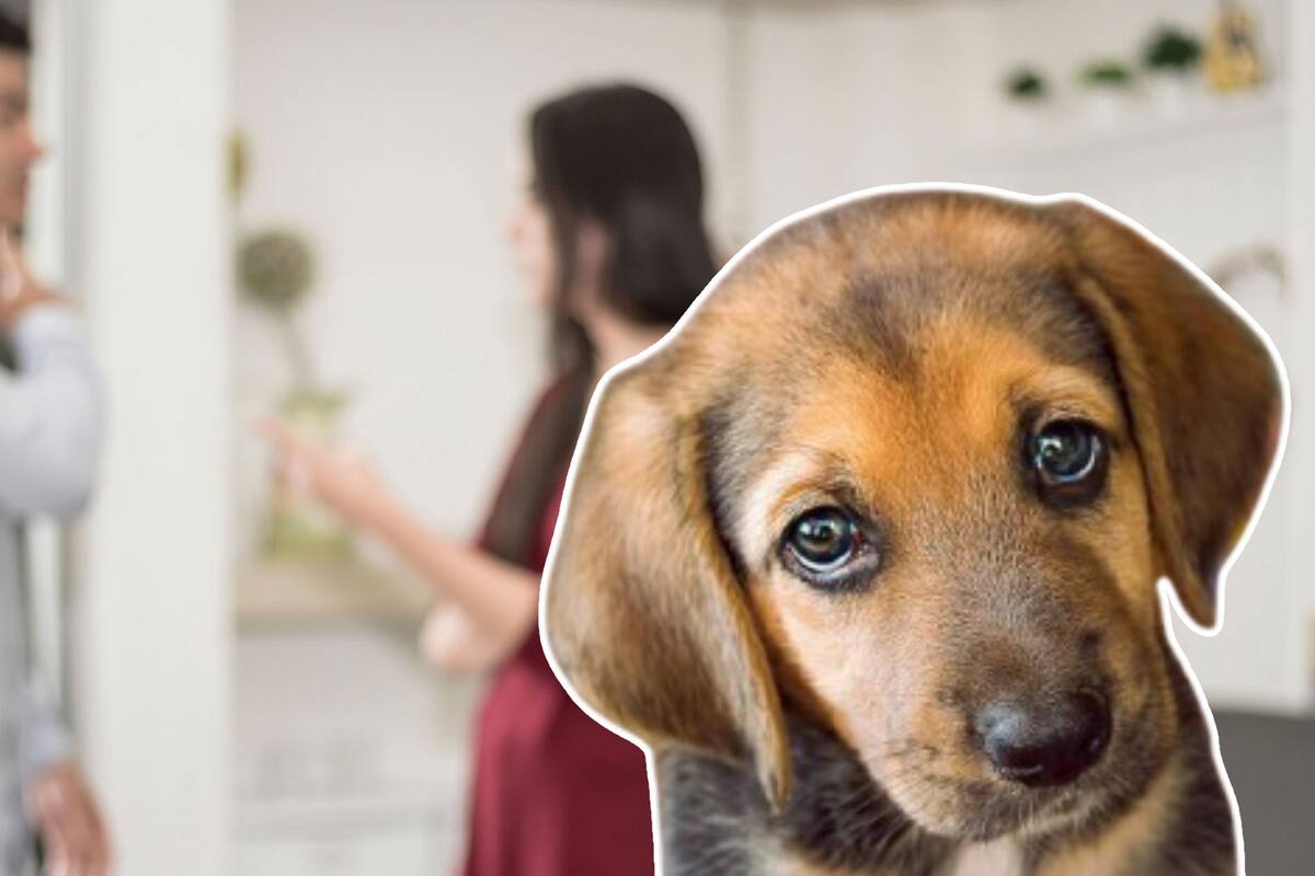 ¿Con quién se queda el perro? Proponen custodia compartida en divorcios para mascotas