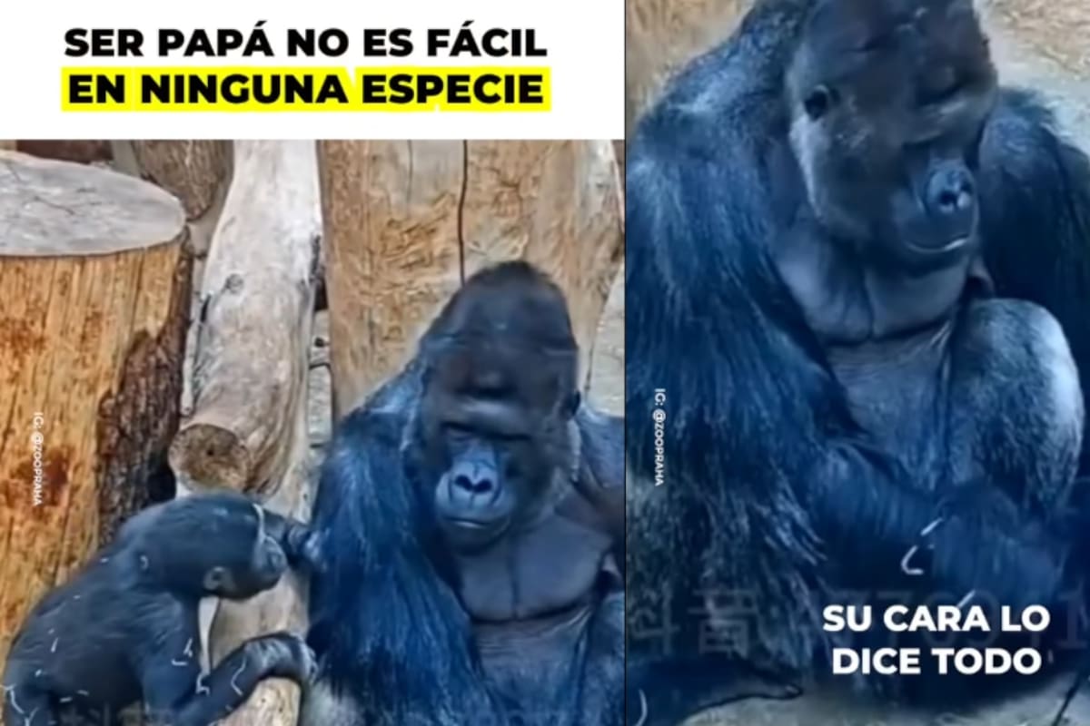 Padre chimpancé se vuelve viral por su comportamiento frente a su insistente hijo