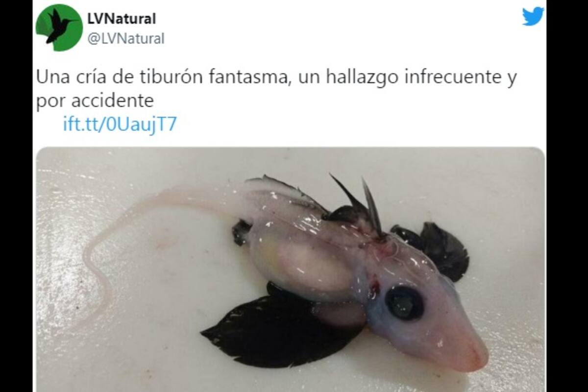 Científicos encuentran un extraño bebé de tiburón fantasma