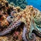 ¿Sabías que algunas especies de pulpos pueden cambiar no solo su color, sino también la textura de su piel?