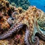 ¿Sabías que algunas especies de pulpos pueden cambiar no solo su color, sino también la textura de su piel?