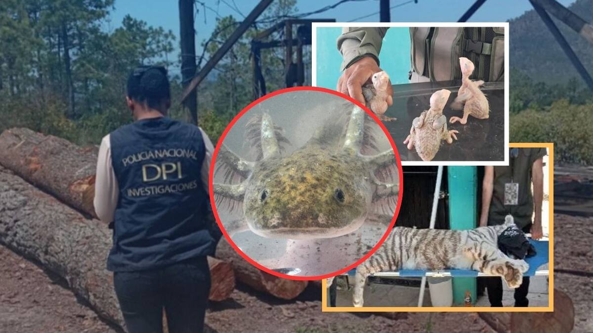 Operación Madre Tierra VII, dirigida por la Interpol, revela más de 400 delitos ambientales en América Latina; 225 individuos han sido arrestados