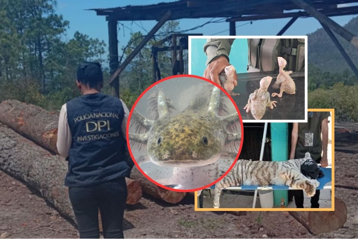 Operación Madre Tierra VII, dirigida por la Interpol, revela más de 400 delitos ambientales en América Latina; 225 individuos han sido arrestados