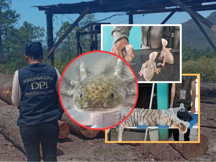 Operación Madre Tierra VII, dirigida por la Interpol, revela más de 400 delitos ambientales en América Latina; 225 individuos han sido arrestados