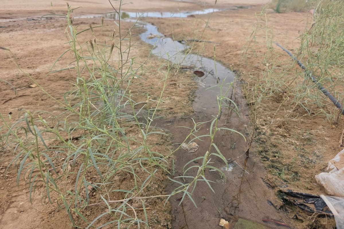 Fuga de agua por presunta toma clandestina forma una laguna al sur de SLRC