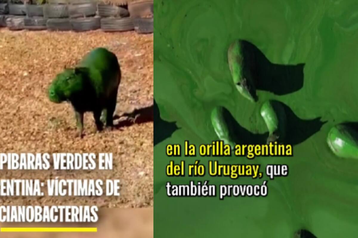 Varios capibaras son captados teñidos de verde: ¿Qué pasó y es peligroso?
