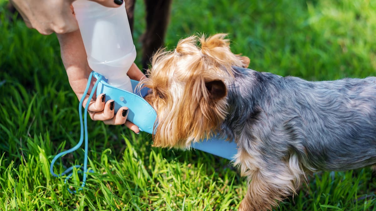 Mantenga siempre agua fresca y limpia al alcance de su mascota | Magnific