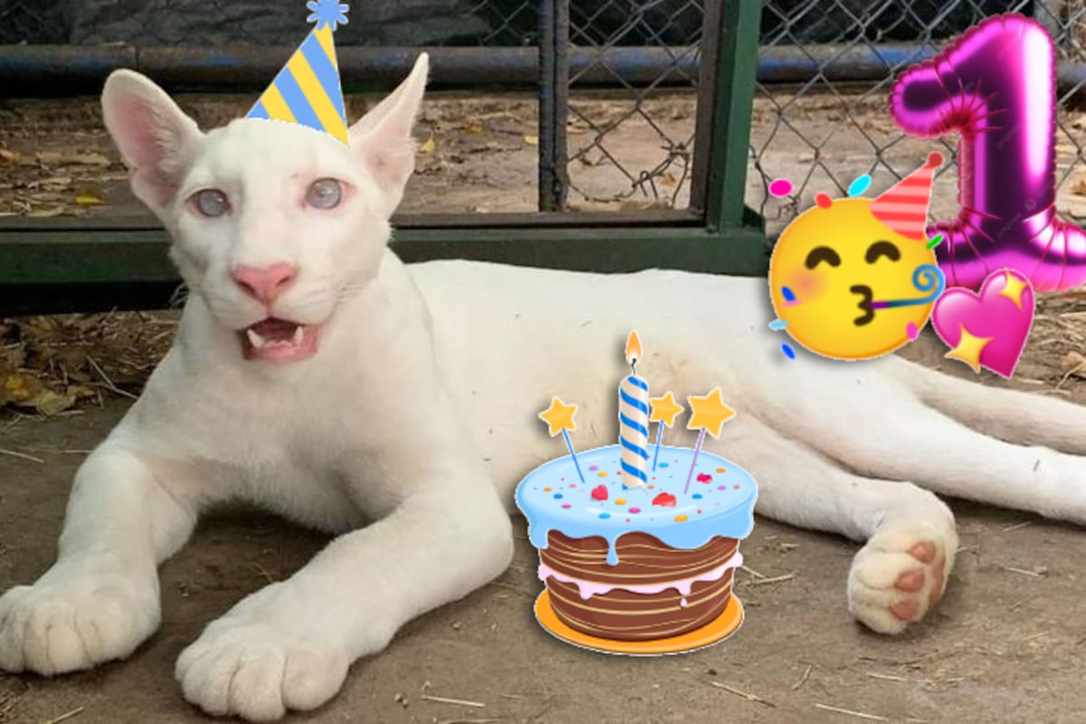 ¡Feliz cumpleaños Itzae! Zoológico en Nicaragua festeja con piñata el primer año de su puma albino
