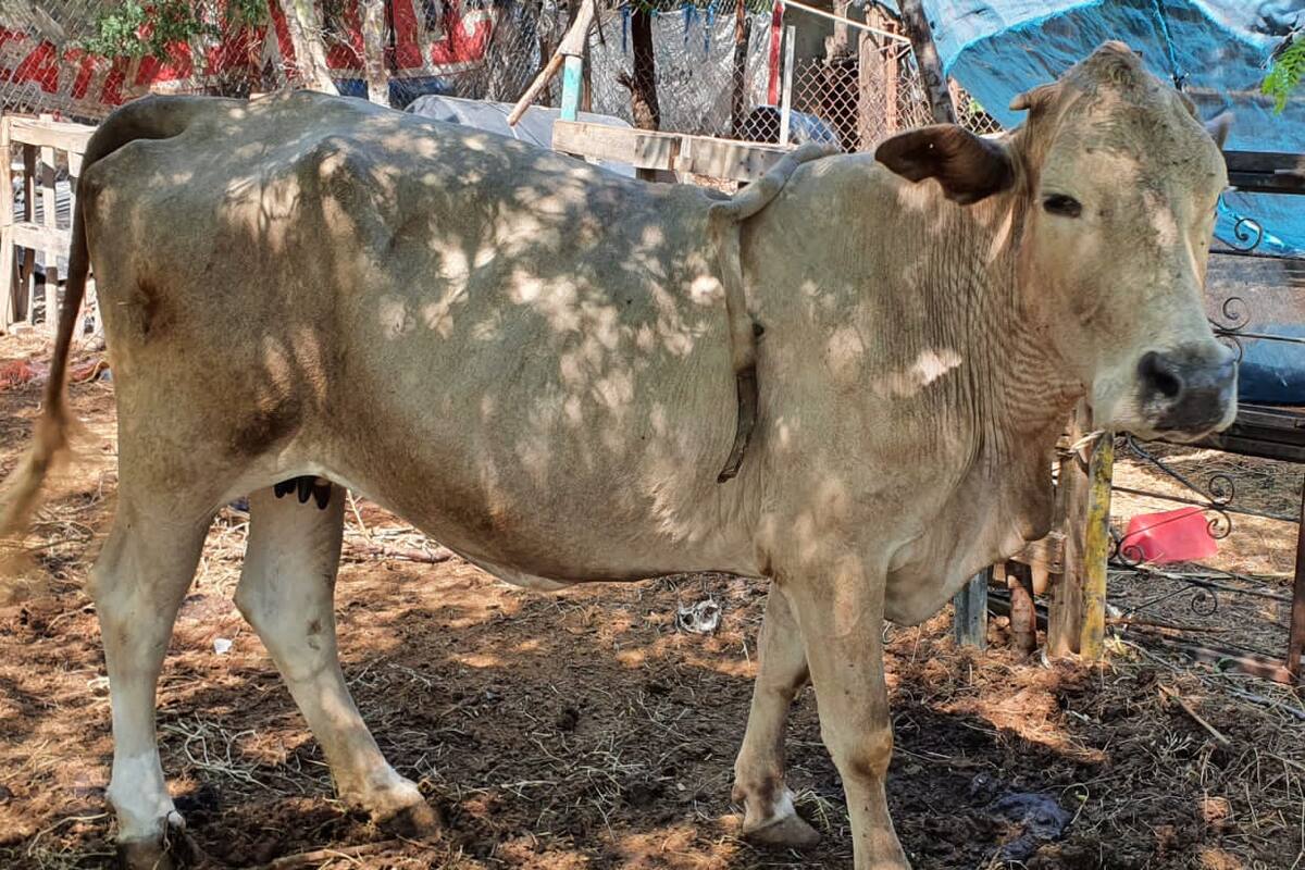 La “Cinco Patas” es una peculiar vaca de Navojoa