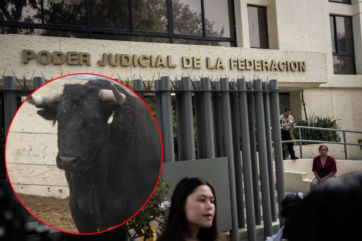 Activistas protestan ante el PJF por audiencia sobre corrida de toros en Tijuana